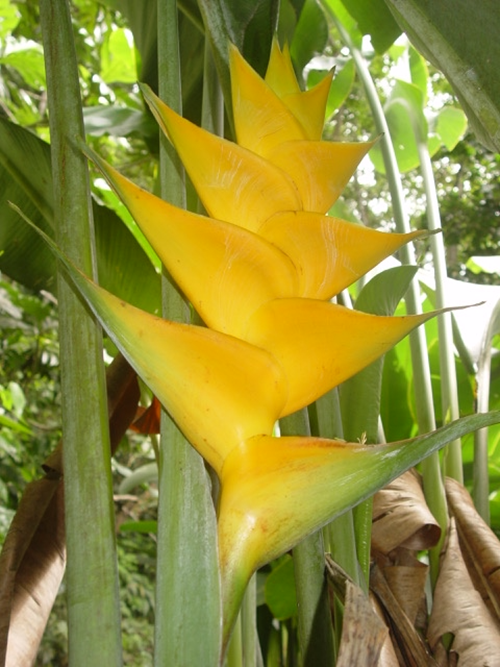 The national flower – The Heliconia