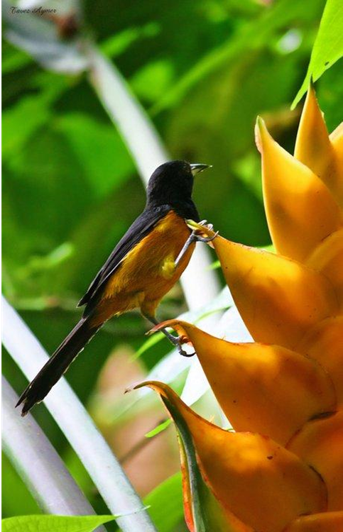 National bird The Oriole & the national flower
